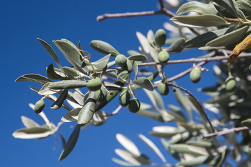 Obraz na płótnie Canvas Olive tree