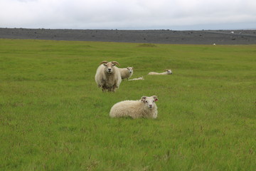 Fototapeta premium Iceland Sheep -Lamb and Ewe