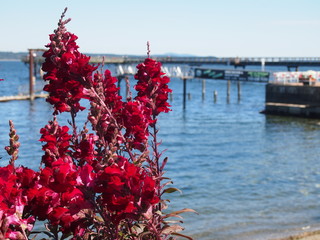 海辺の赤い花