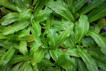 Fresh green culantro