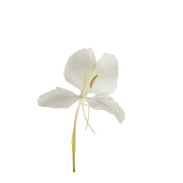 Butterfly Lily flower 