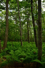 Fototapeta na wymiar Forest Ferns