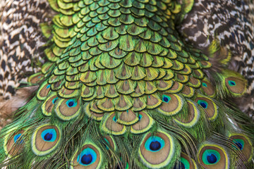 Fototapeta premium Pavão-indiano (Pavo cristatus) | Indian peafowl