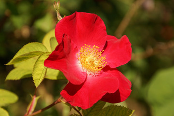 zweig mit einer ungefüllten, roten rose, vollerblüht, makro