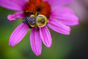 bumblebee on purple coneflower - overhead view
