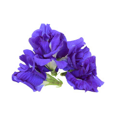 pile of butterfly pea isolated on white