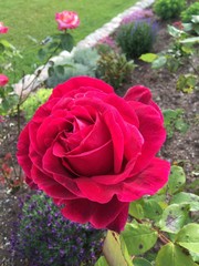 Twilight Zone Rose