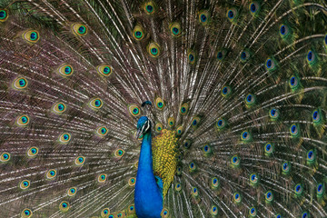 Fototapeta premium Pavão-indiano (Pavo cristatus) | Indian peafowl