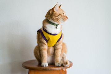 Orange cat wearing vest