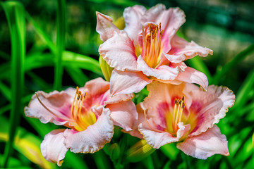 three pink hemerocallis flowers in the garden close up at the sunrise light