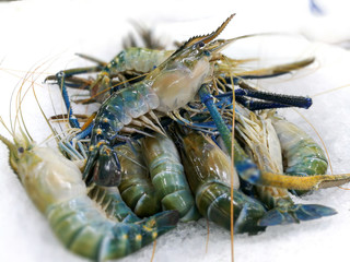 Fresh shrimp