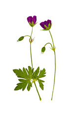 Pressed and dried flowers  geranium, isolated
