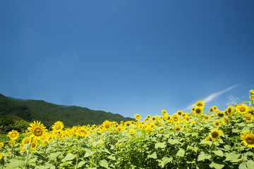 青空とひまわり畑