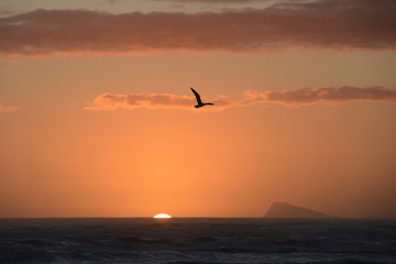 Seagull at Sunset over Ocean