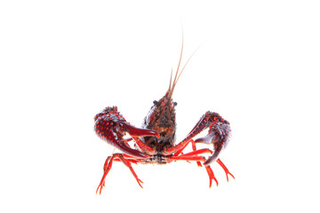 Crawfish, white background, close-up