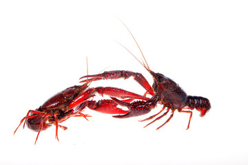 Crawfish, white background, close-up