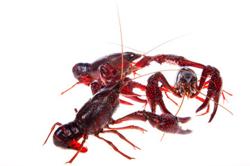 Crawfish, white background, close-up