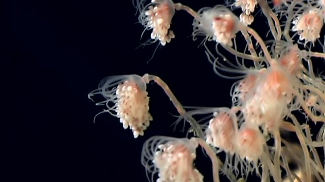 Tubulariae bell Hydroid jellyfish underwater on black background of White Sea. Unique video close up. Predators of marine life in clean clear pure and transparent water in search of food.