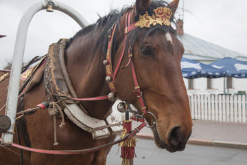 Obraz premium Closeup horse head Russian traditional old harness 