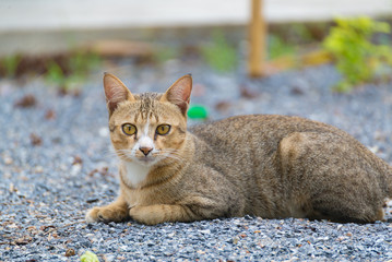 Cute cat lying on the ground outdoor.