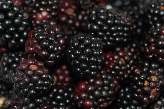 More blackberries on isolated black background