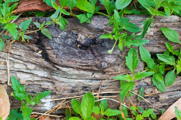 Raw wood, wooden slatted fence or lath wall background with green plant.
