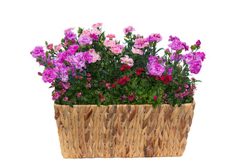 Basket with pink carnations or also known as sweet williams and twinspur flowers with many pink blossoms in front of a white background.