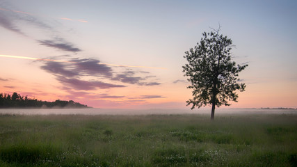 Fototapeta na wymiar Lone tree in Field at Sunrise
