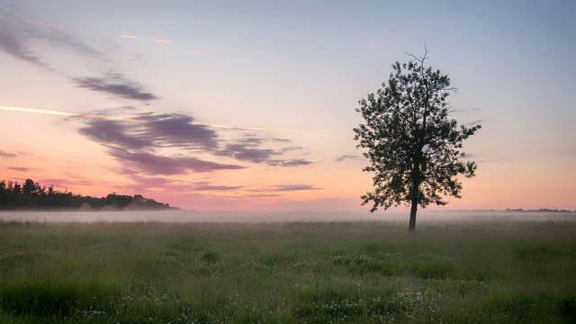 Lone tree in Field at Sunrise © souvenirpixels
