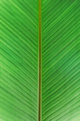 green tropical leaf 