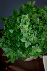 Bazil leaves on kitchen
