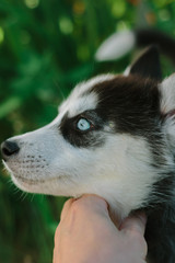 Face of little husky dog