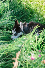 Little puppy of siberian husky playing on the grass