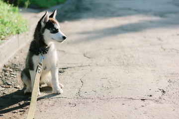Husky puppy staying on the road at sunny day