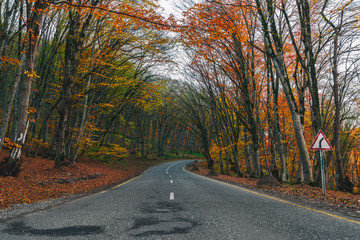 Fototapeta na wymiar Autumn scene with road in forest