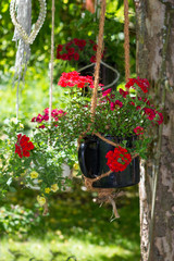 Storksbills or geranie in a hanging basket.