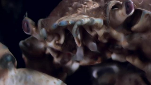 Crab hios macro underwater in search of food on seabed of White Sea Russia. Unique video close up. Predators of marine life on background of pure and transparent water stones.