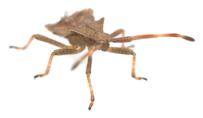 Dock bug, Coreus marginatus nymph isolated on white background photographed with high manification