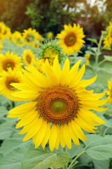 beautiful spring flower, sunflower blossom blooming in garden