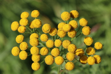 Fluffy yellow round flowers tansy on a sunny day