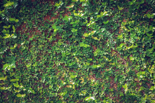 green leaf ivy vine nature wall texture background