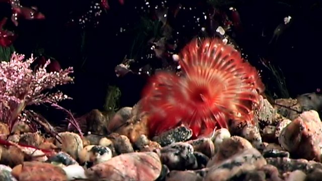 Bright red chone infundibuliformis polychaete worm underwater of White Sea. Unique video close up. Marine life of chone infundibuliformis on black background of pure water. Relax.