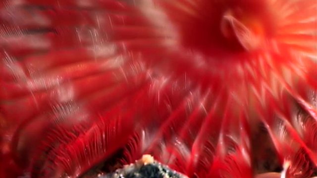 Bright red chone infundibuliformis macro underwater on seabed of White Sea. Unique video close up. Marine life of polychaete worm on black background of pure and transparent water. Relax.