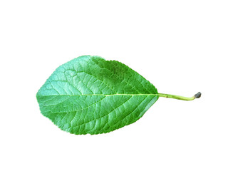 Whole leaf of apple with stalk isolated on a white background, close-up. A fresh single apple leaf cut out with the texture and clipping path.