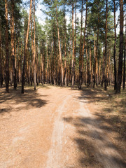 Fototapeta na wymiar Summer pine forest on bright Sunny day. Unpaved, sandy road through the tall pines. Shadows from the bright midday sun