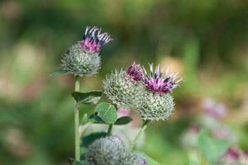 Blüten