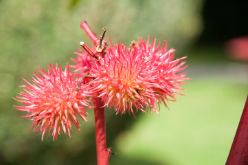 Pflanzen im Frühling