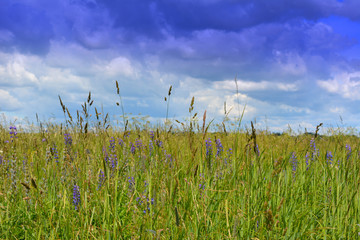 Obraz premium Beautiful natural summer landscape: field with grass and flowers against the blue sky with clouds, nature.
