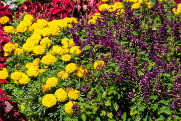 Flowerbed with yellow marigolds and purple salvia flowers
