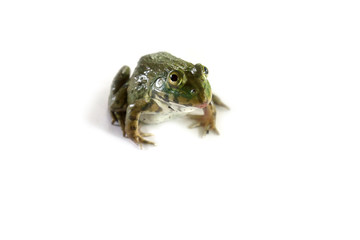 Frog on the white background,thailand,Can be eaten
